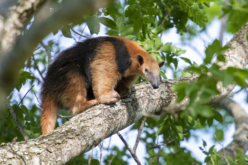 Bonito - Photo by Hudson Garcia (1)